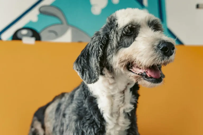un chien sénior heureux